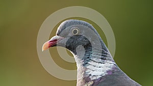 Common Wood Pigeonâ€™s portrait in color