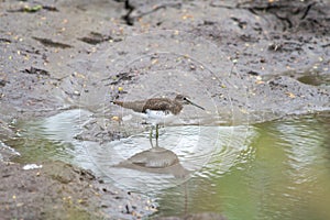 Common Wood sandpiper feasting in a puddle