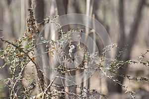 Common Wood Shrike Perching on Thorny Shrub