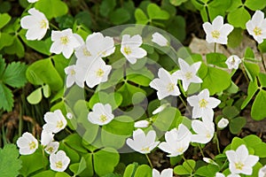 Common wood sorrel