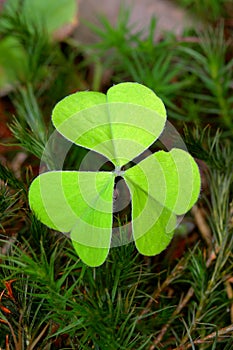 Common wood sorrel