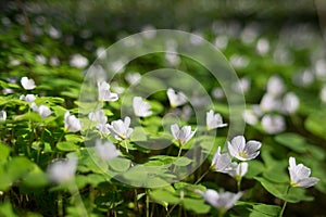 Common wood sorrel blossom and leaves are edible - Oxalis acetosella.