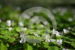 Common wood sorrel blossom and leaves are edible - Oxalis acetosella.