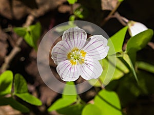 Common Wood Sorrel, Oxalis acetosella, flower macro with leaves defocused, selective focus, shallow DOF