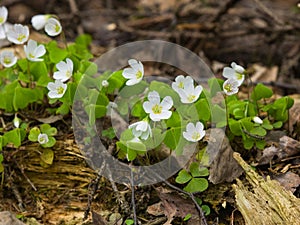 Common Wood Sorrel, Oxalis acetosella, flower macro with leaves defocused, selective focus, shallow DOF