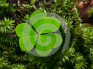 Common Wood Sorrel, Oxalis acetosella, leaf in moss macro, selective focus, shallow DOF