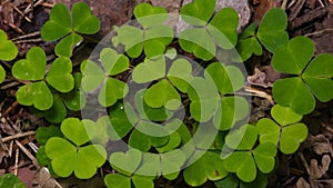 Common Wood Sorrel Oxalis acetosella leaves texture macro, selective focus, shallow DOF