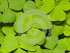 Common Wood Sorrel, Oxalis acetosella, leaves texture macro, selective focus, shallow DOF