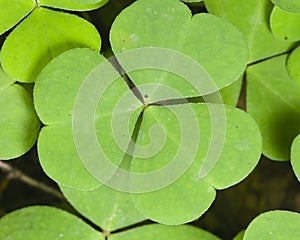 Common Wood Sorrel, Oxalis acetosella, leaves texture macro, selective focus, shallow DOF