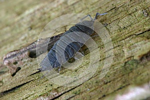Common woodlouse