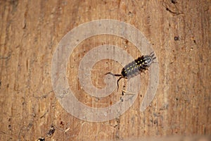 Common woodlouse crawling on old wood wall.