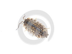 Common woodlouse