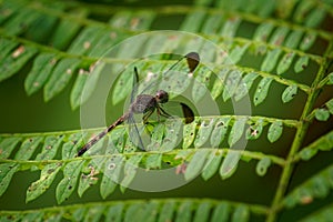 Common Woodskimmer - Uracis imbuta, also known as tropical woodskimmer, dragonfly sitting on the plant with the green bacckground