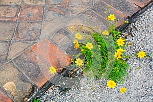 A common Wooley Sunflower growing in the sidewalk