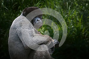 Common Woolly Monkey