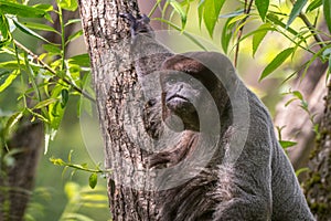 Common Woolly Monkey, unique gray monkey with long tail native in tropical forests of Amazonia, Ecuador.