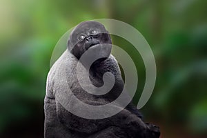 Common Woolly Monkey