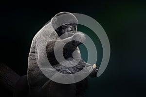 Common Woolly Monkey