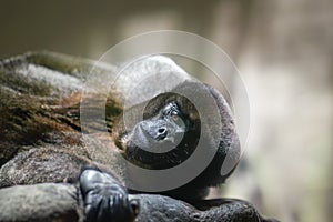 Common Woolly Monkey