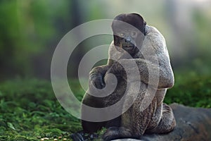 Common Woolly Monkey