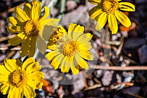 Common woolly sunflower Eriophyllum lanatum wildflowers blooming in Siskiyou County, California