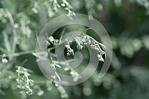 Common wormwood