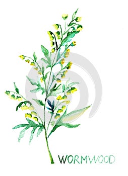 Common Wormwood