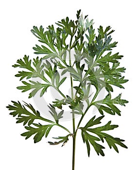 Common Wormwood (Artemisia absinthium) photo