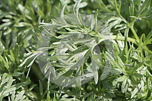 Common wormwood (Artemisia absinthium) photo