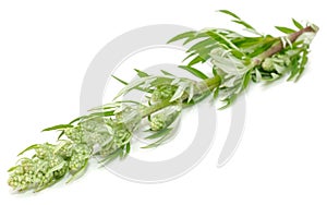 Common Wormwood (Artemisia Vulgaris) photo