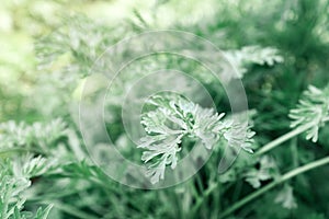 Common wormwood in garden