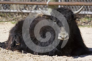 Common Yak