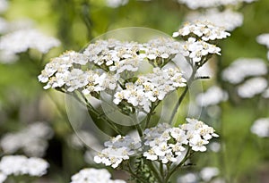 Common yarrow