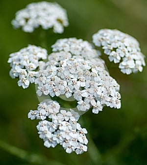 Common yarrow