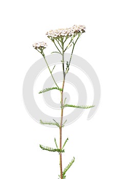 Common yarrow Achillea millefolium