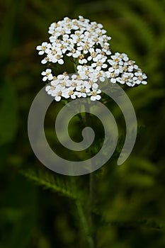 Common Yarrow - Achillea millefolium