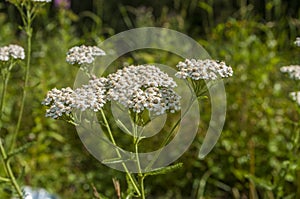 Common Yarrow (Achillea Millefolium)