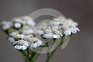 Common yarrow (Achillea millefolium)