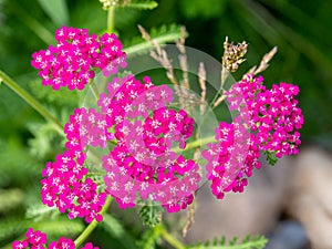 Common yarrow, Achillea millefolium `cerise queen`, wild plant with cerise pink flowers in garden, Netherlands