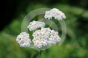 Common yarrow or Achillea millefolium flowering plant with bunch of small white open blooming flowers on green leaves background