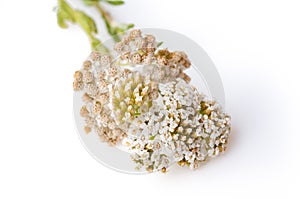 Common Yarrow Achillea millefolium flowering plant isolated against white background