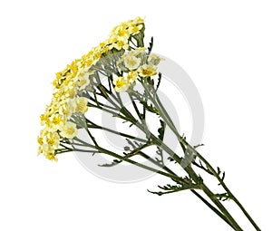 Common Yarrow Flower