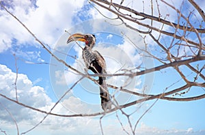 Common Yellow Billed Hornbill perched in a tree with nice cloud background