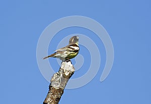 Common yellow-breasted bunting.