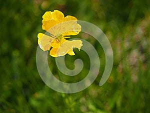 Common yellow country flower photo