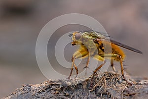 Common yellow dung fly (Scathophaga stercoraria) standing on cow pat