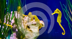 Common yellow estuary sea horse in macro closeup with seahorse family in the background marine life fish portrait