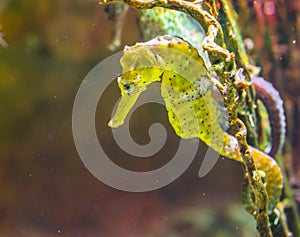 Common yellow estuary seahorse with black spots, tropical aquarium pet from the indo-pacific ocean