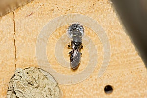 Common Yellow-Face Bee photo