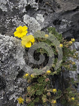 A common yellow flower from Transylvania